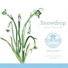 Tilted Barn Snowdrop (415)